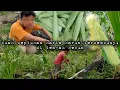 Lagu Panen putik jagung menemukan buah ceplukan harta karun tersembunyi di tangah kebun hidup di hutan