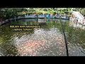 Download Lagu IKANYA SAMPAI PADA NGANTRI,, KESERUAN MANCING BORONGAN NILA 7,5 JUTA