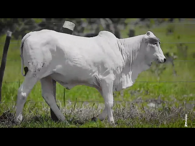 Novilha Nelore CLTN - 234