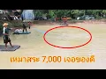 Download Lagu #เหมาสระ 7,000 บาทเจอของดีลากแหกันสะเทือนบ่อ!!?
