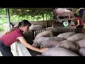Download Lagu The huge herd of pigs was sold. When the ban on pig trading was lifted ( Ep 380 )