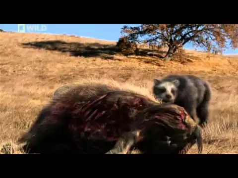 Download MP3 prehistoric predators giant bear