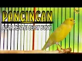 Download Lagu KENARI GACOR PANJANG COCOK BUAT PANCINGAN KENARI MACET AGAR CEPAT BUNYI GACOR
