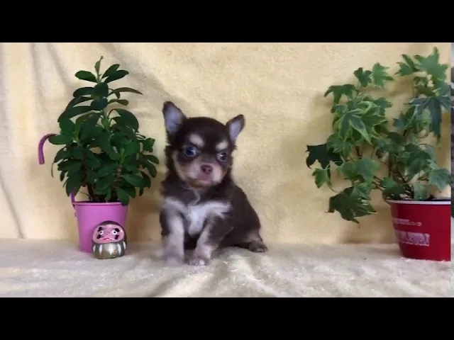 動画