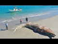 We Found a Giant Whale on the Beach in the Middle of Nowhere Mexico Catch Clean Cook