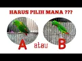 Download Lagu Jangan Sampai Salah || Begini Cara Memilih Burung Serindit Yang Bagus