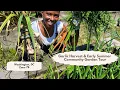Garlic Harvest Early Summer Community Garden Tour Chores Washington DC Zone 7b