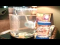 Sea Monkey Aquarium