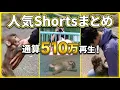 Watched by 5 1 Million People The Best Heartwarming Shorts of Punch-kun