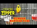 Download Lagu Masteran pleci nembak wit wit ZIPPER kenari sejaluran panjang