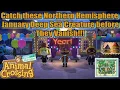Animal Crossing New Horizons Northern Hemisphere January Bugs Fishes and Deep Sea Creatures