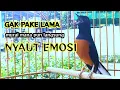 Download Lagu murai batu gacor full isian PANCINGAN MURAI PASTOL