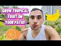 You CAN Grow Tropical Fruit in a Small Garden Citrus Figs Bananas in Zone 7