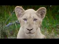Download Lagu White Lions: The Rarest Lions On Earth