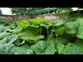 hurricane weather Michoacan Mexico October 2023