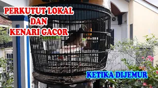 Download PERKUTUT LOKAL DAN KENARI GACOR KETIKA DIJEMUR MP3