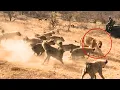 Download Lagu Hyenas Steal Lioness' Kill, but the Male Lion Turns the Tables!