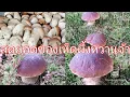Download Lagu 13/10/ 2025#Pick up the sweet honey mushrooms, the plump and beautiful flowers.