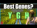 Rust Genetics Guide What They Do When to Use Y G or H