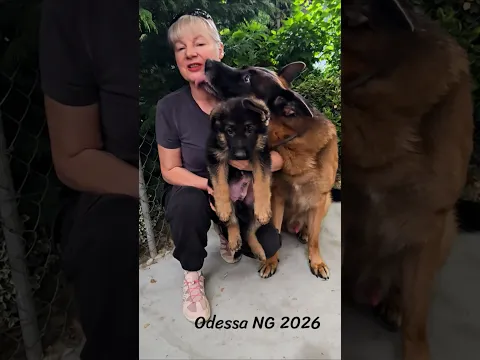 ❤️FOR SALE! German Shepherd Alphonse and his puppy. Odessa, 2026.