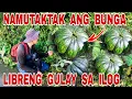 Lagu Libreng Gulay Na Tumutubo Lamang Sa Tabing Ilog Lalong Dumadami