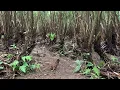 Download Lagu SAMBARAN SECEPAT KILAT // PAKAI PIKAT BIANG