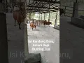 Isi kandang Baru, koloni Sapi Bunting tua