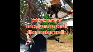 Download Ayam kekkok madura suara juara nasional makan Azolla MP3