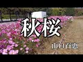 秋桜  / 山口百恵 (歌詞入り)