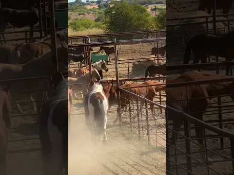 💔 #horse #help #equestrian #pony #rescue #rescuehorse