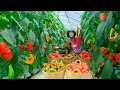 Download Lagu Harvest Bell And Polemo Peppers Goes To Market Sell, Water Vegetables, Clear Weeds For Luffa Garden.