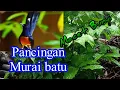 Download Lagu Kombinasi suara hujan dan kicauan murai batu || Untuk pancingan murai batu yang macet bunyi