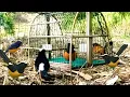 pikat burung murai batu kepala putih di alam liar