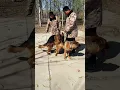 Download Lagu The German shepherd breeding dog #germanshepherd #malinois #lifeisbutadream #puppy #animals #anime