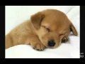 Pictures of Dogs and Puppies