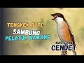 Download Lagu MASTERAN TENGKEK BUTO SAMBUNG PELATUK BAWANG UNTUK CENDET SEMUA JENIS