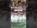 Mullet fish synchronized jumps 😲🐟                  🎥: Instagram / thegreenertwo