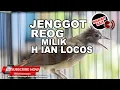 Download Lagu 🔴 Suara Masteran CUCAK JENGGOT BESET MESIN JAHIT