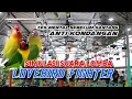 Download Lagu Tes Mental Lovebird Simulasi Lomba Lovebird Fighter