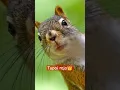 Download Lagu suara tupai