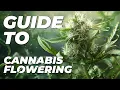 First Signs of Cannabis Budding Your Guide To Cannabis Flowering Week by Week