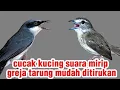 Download Lagu MASTERAN Viral 2025 | cucak ampela durasi panjang \u0026 jinjing petulak