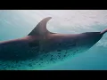 Nora En Pure x Beneath the Waves | Episode 2: One with the Ocean