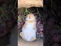 Download Lagu Het konijn eet rustig druiven in de grot. Schattig huisdier debuutplan. Konijn. Schattig huisdier