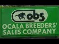Ocala Breeders spring horse auction breaks sales record with nearly 74 million