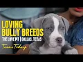 Finding a loving home for bully breeds in Texas