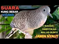 Download Lagu Perkutut Lokal GACOR Suara Kung Besar Pancingan Burung Perkutut Agar Bunyi.