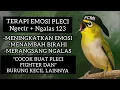 Download Lagu TERAPI EMOSI PLECI Kalian‼️Dengan suara pleci Ngecir + Ngalas 123 | Bikin Pleci Makin Fighter!