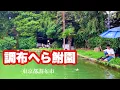 Download Lagu 踏切が鳴り続ける東京都内の釣り堀 調布へらぶな園 