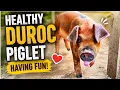 The Duroc Pig A Swine for the Ages